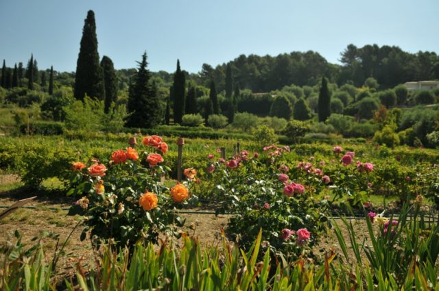 IMAGE: The gardens of the Musée International de la Parfumerie in Grasse
