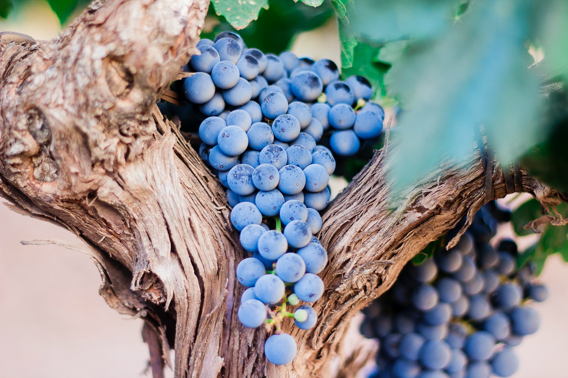 Grapes on a vine. Vingt Paris's wine services can take your collection to the next level or help you invest in winemaking ventures.